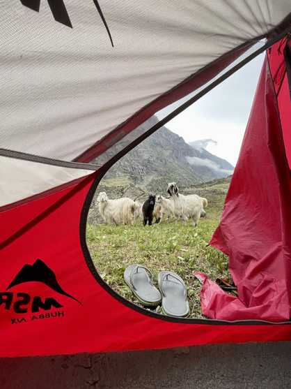 View from a tent, goats and mountains
