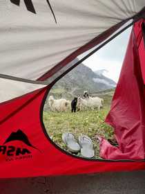 Mountain camping, tent view with goats