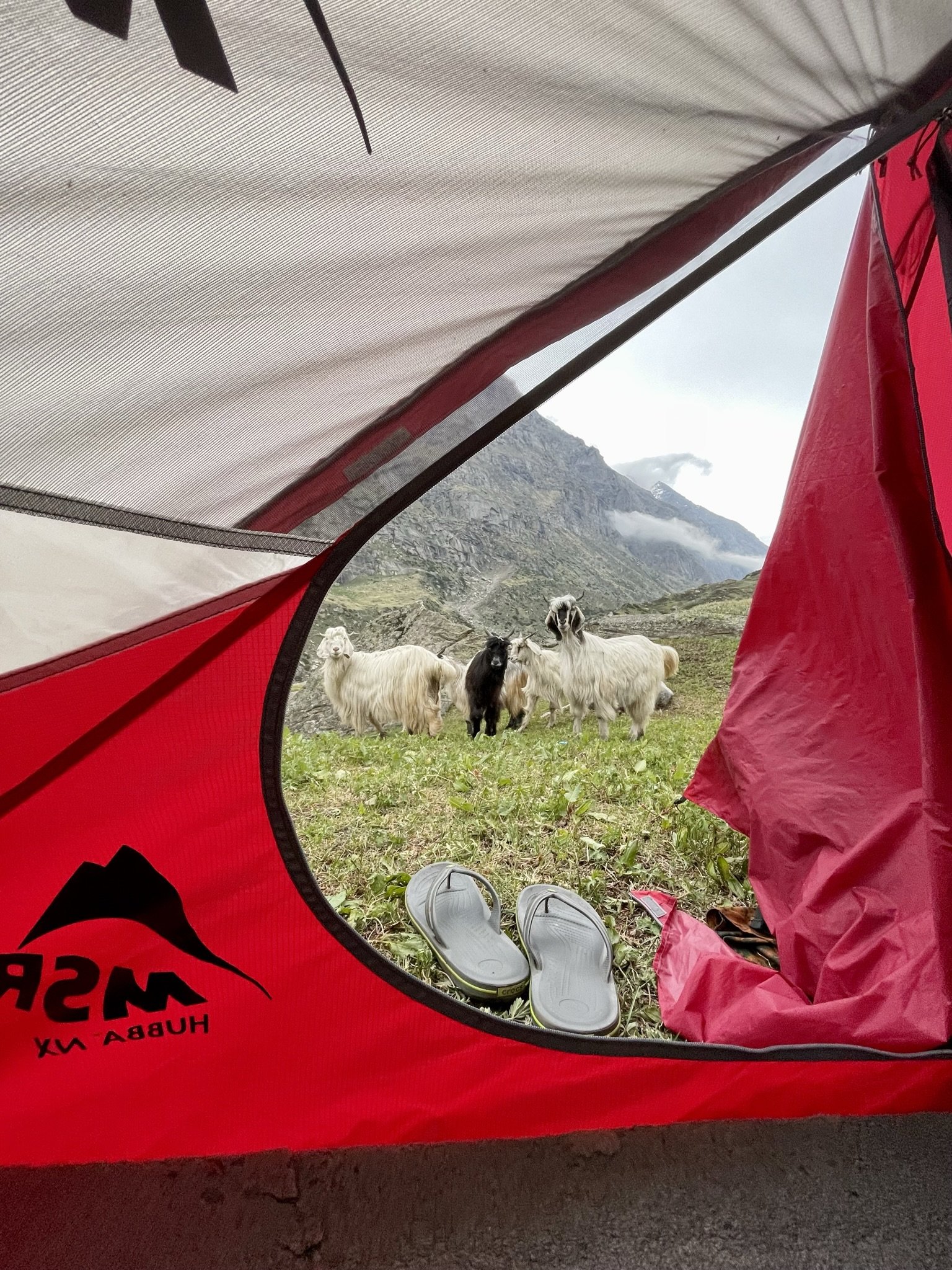 Mountain camping — tent view with goats